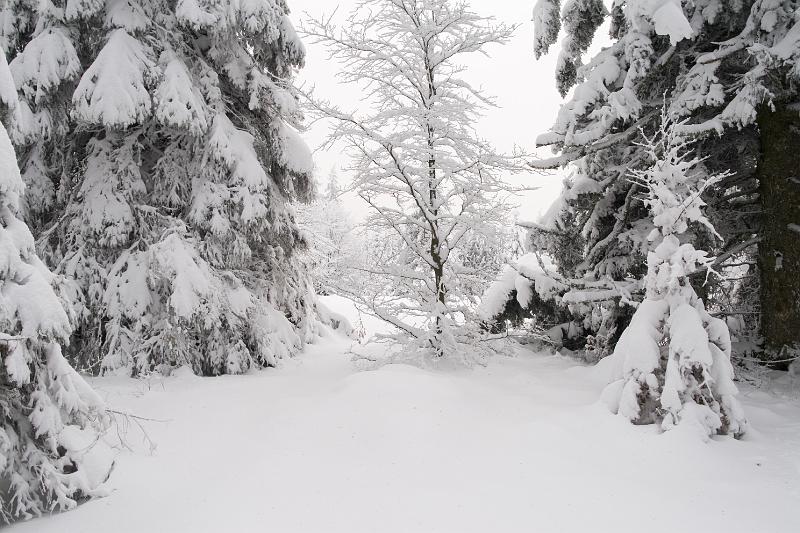 11 - Forêt.jpg